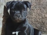 4 chiots Staffordshire Bull Terriers à vendre (LOF) noirs ou fauves