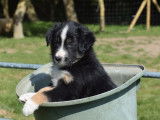 À vendre : 7 chiots Border Collies noir et blanc LOF