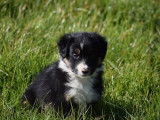 À vendre : 7 chiots Border Collies noir et blanc LOF