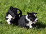 À vendre : 7 chiots Border Collies noir et blanc LOF