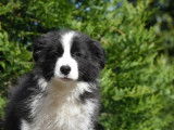 2 chiots Border Collies à vendre, LOF noirs et blancs