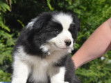 2 chiots Border Collies à vendre, LOF noirs et blancs