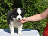2 chiots Border Collies à vendre, LOF noirs et blancs