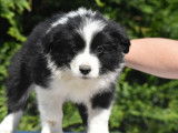 2 chiots Border Collies à vendre, LOF noirs et blancs