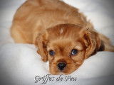 Un chiot Cavalier King Charles à vendre, mâle LOF rouge