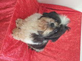 Femelle Shih Tzu retraitée d'élevage à vendre