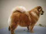 À vendre une chienne Chow Chow LOF fauve de 2 ans