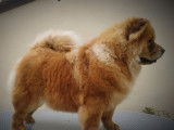 À vendre une chienne Chow Chow LOF fauve de 2 ans