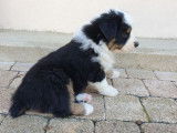 À réserver des chiots Bergers Australiens LOF, bleu merle ou tricolores