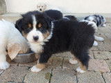 À réserver des chiots Bergers Australiens LOF, bleu merle ou tricolores