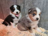À réserver 8 chiots Bergers Australiens LOF bleu merle ou tricolores