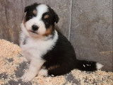 À réserver 8 chiots Bergers Australiens LOF bleu merle ou tricolores