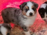 À réserver 8 chiots Bergers Australiens LOF bleu merle ou tricolores