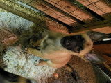 Chiot de race Berger Belge Malinois mâle à vendre