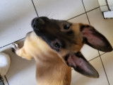 Chiot de race Berger Belge Malinois mâle à vendre