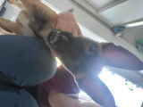 Chiot de race Berger Belge Malinois mâle à vendre