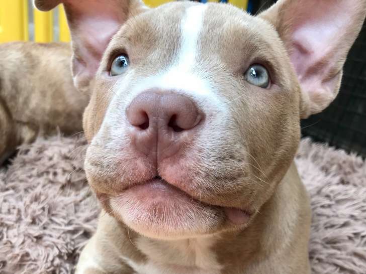 Chiot American Bully Pocket rednose lilac à vendre