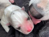 Fascinants chiots Huskys Sibériens non LOSH à réserver pour juin : trois femelles et deux mâles