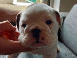 Affectueux chiots mâles Bulldog Anglais pedigree FCI disponibles immédiatement