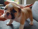 Affectueux chiots mâles Bulldog Anglais pedigree FCI disponibles immédiatement