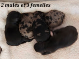 Robustes chiots Bergers des Pyrénées à poil long pedigree FCI à réserver pour juillet 2022 : trois femelles et deux mâles
