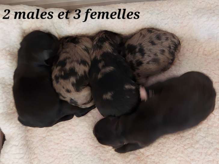 Chiots Bergers des Pyrénées à poil long. Pedigree FCI à réserver pour juillet 2022 : trois femelles et deux mâles. Tout les chiots ont trouvés une famille.