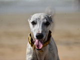 Whippet LOF disponible pour saillie