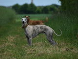 Whippet LOF disponible pour saillie