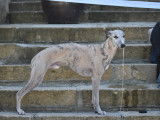 Whippet LOF disponible pour saillie