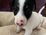 Recherche famille pour 3 chiots Jack Russells non LOF tricolores
