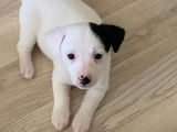 Recherche famille pour 3 chiots Jack Russells non LOF tricolores