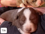 8 chiots Border Aussies non LOF nés en avril 2022 cherchent adoptants