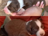 8 chiots Border Aussies non LOF nés en avril 2022 cherchent adoptants