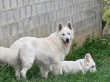 Berger Blanc Suisse disponible pour saillie
