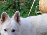 Berger Blanc Suisse disponible pour saillie