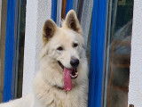 Berger Blanc Suisse disponible pour saillie