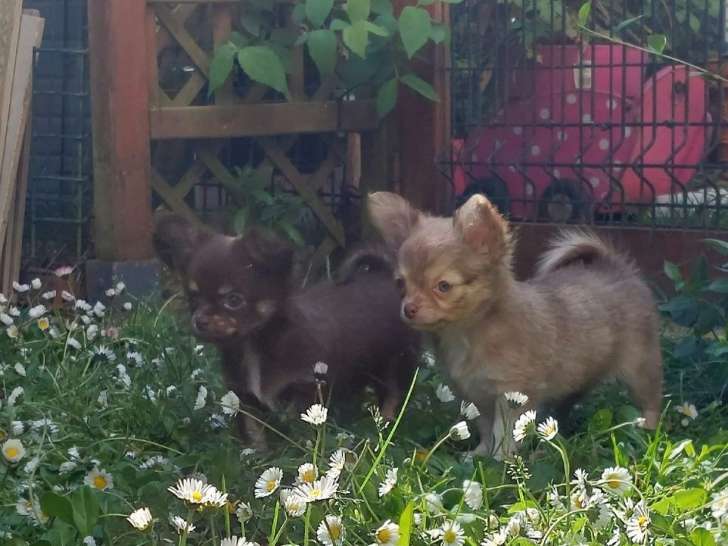 4 chiots mâles type Chihuahuas non LOF à adopter