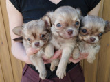 A adopter 2 chiots type Chihuahuas fauves nés en mars 2022 non LOF