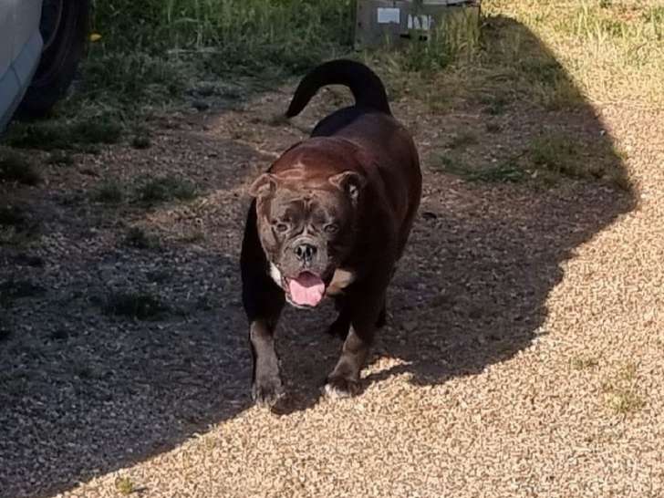 Une chienne Continental Bulldog noire LOF de 3 ans en attente d’adoption