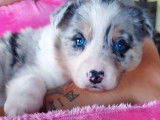 2 chiots Border Collies non LOF d'avril 2022 à la recherche d’adoptants