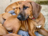 Chiots Rhodesian Ridgeback LOF (Toulouse)