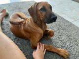 Chiots Rhodesian Ridgeback LOF (Toulouse)