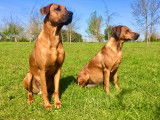 Chiots Rhodesian Ridgeback LOF (Toulouse)
