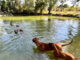 Chiots Rhodesian Ridgeback LOF (Toulouse)