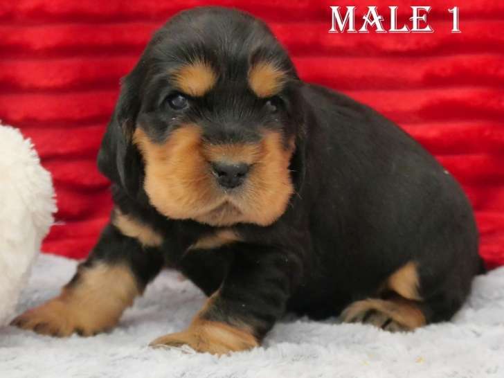 5 chiots Cockers Anglais non LOF à réserver