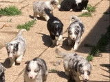 7 chiots Border Collie non LOF &agrave; r&eacute;server