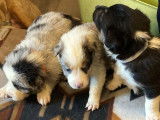 7 chiots Border Collie non LOF &agrave; r&eacute;server