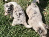 7 chiots Border Collie non LOF &agrave; r&eacute;server
