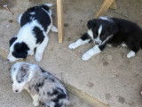 7 chiots Border Collie non LOF &agrave; r&eacute;server