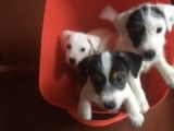 À réserver : 3 chiots Jack Russel LOF